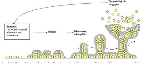 quorum sensing  biofilms   destroy  bacterial citadels