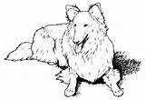 Dog Coloring Pages Fluffy Newfoundland Getcolorings Printable sketch template