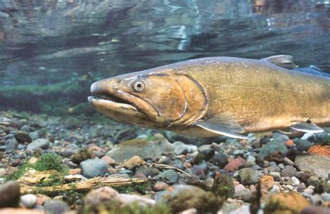 bull trout fishing guide   catch protect bull trout