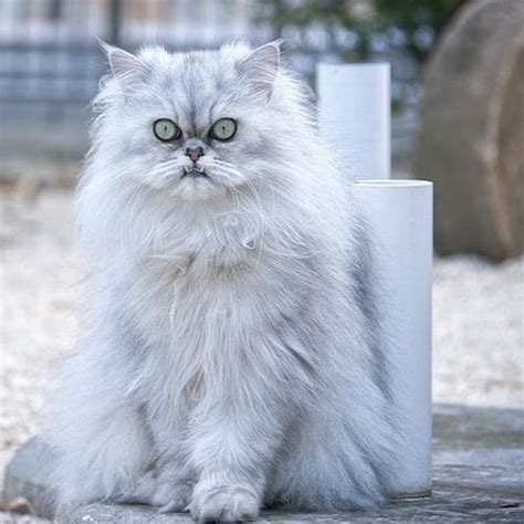 peke face persian