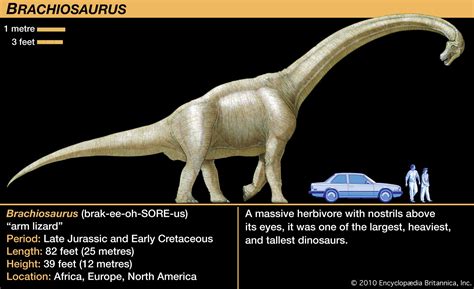 sauropod gigantic herbivores long necks unique limbs britannica