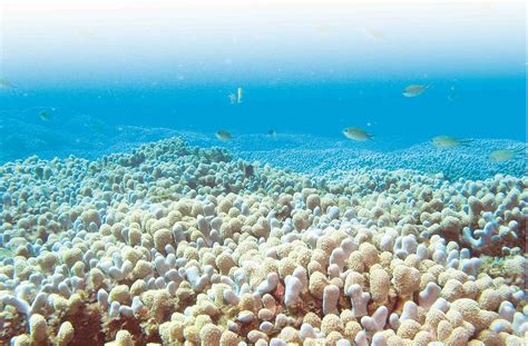 arrecife de coral  son como se forman tipos  su importancia