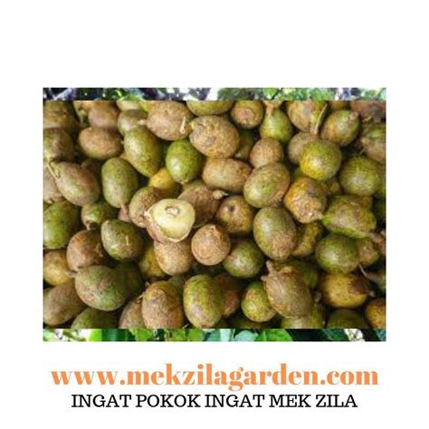 pokok longan brazil price promotion sep  biggo malaysia