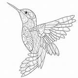 Hummingbird Coloring Pages Simple Adults Mandalas Line Adult Bird Drawing Printable Humming Mandala Book Print Sketch Colorear Drawings Malvorlagen Zum sketch template