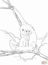 Coloring Gibbon Lar Pages Handed Ape Drawing Printable Gorilla Supercoloring Gibbons Library Clipart Popular Categories Line sketch template