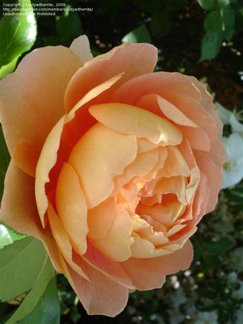 plantfiles pictures english rose austin rose pat austin rosa  delphiniumdiva