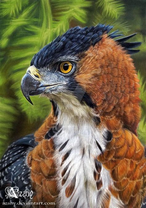 ornate hawk eagle  azany  deviantart