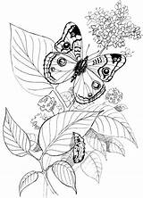 Yarn Mariposas Kwiaty Kolorowanka Motyle Girasoles Visitar Purplekittyyarns sketch template