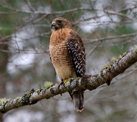 essential hawk identification tips  birders birds  blooms