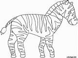 Zebre Zebra Bandes Blanches Rayure Desenat Zèbre Colorier Desene Printable Outra Colorir Colorat Planse Coloriages Imprimé Fois sketch template