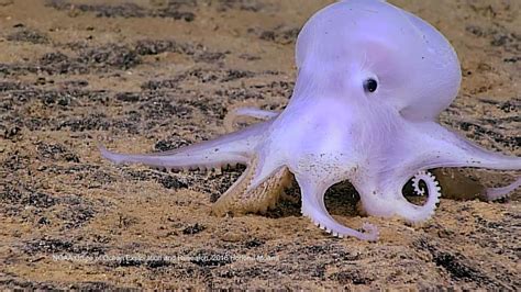 phantom  octopod discovered dnews daily bite animal planet