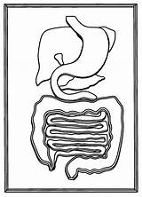 Digestive Umd Isr Internal Mirage sketch template