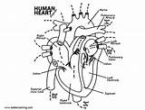 Heart Human Anatomy Coloring Drawing Pages Realistic Kids Printable Color sketch template