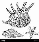 Seashells sketch template