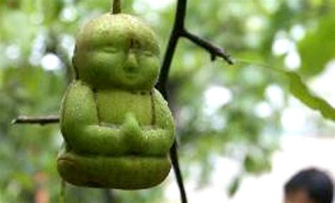 chinese farmer grows buddha shaped pears