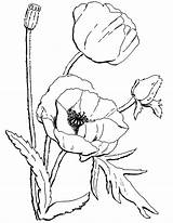 Coloring California Poppy Flower Pages sketch template