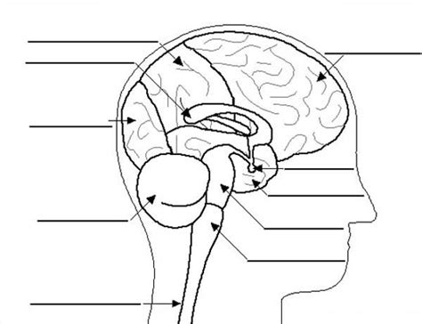 human anatomy brain label coloring pages bulk color coloring pages