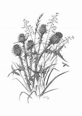 Thistle Drawing Line Scottish Thistles Drawings Fine Paintingvalley sketch template