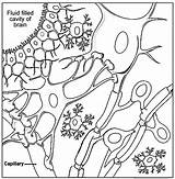 Coloring Cells Nerve Cell Pages Human Neuron Animals Neuroglia Nervous Soil Hibernating Worksheet Anatomy Drawing Synapse Neurons Biology Biologycorner Tissue sketch template