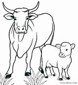 Cow Coloring Pages Printable Cows Kids Highland Longhorn Drawing Adults Animals Book Breed Animal Cartoon Color Cute Calf Sheets Getcolorings sketch template
