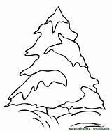 Coloring Trees Pine Tree Pages Snow Clipart Getcolorings Printable sketch template