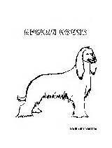 Afghanhound Pages Dogs Coloring sketch template