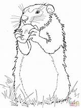 Groundhog Marmota Marmotte Dibujo Animal Marmotta Woodchuck Scoiattolo Mangia Marmotas Disegnare sketch template