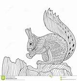 Zentangle Squirrel Coloring Adults Book Zenart Illustration Drawn Dreamstime Vector Hand sketch template