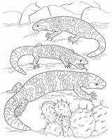 Gila Monster Coloring Pages Designlooter Adaptations Habitat Pet Facts Care Template sketch template