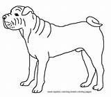 Coloring Pages Shar Pei Dog Breed Chinese sketch template