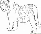 Tiger Coloring Siberian Coloringpages101 sketch template