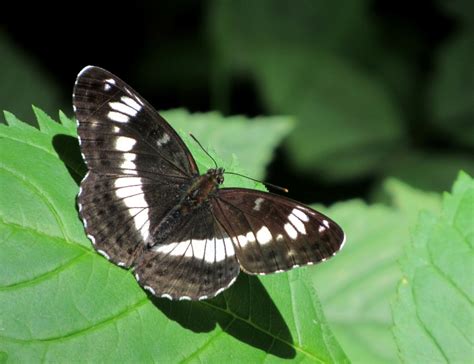 white admiral limenitis camilla