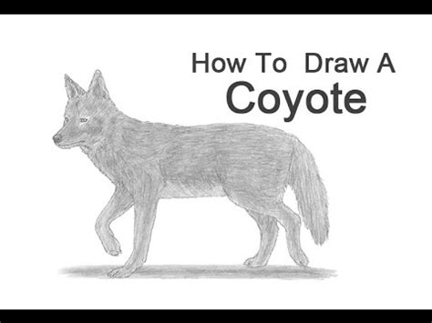 draw  coyote youtube