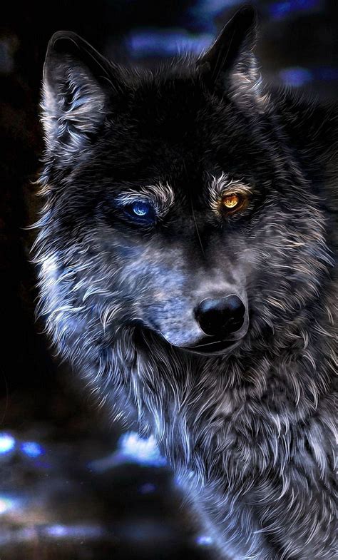 black wolf  wallpapers top  black wolf  backgrounds wallpaperaccess