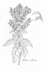 Sage Botanical Clary sketch template