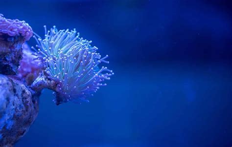corals glow  attract  prey