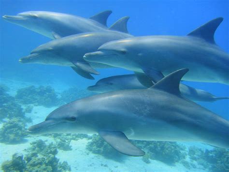 dateisw delfine jpg wal delfin und hai wiki fandom powered