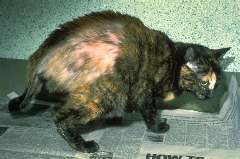 home treatment  cat hair loss effective strategies kitty devotees