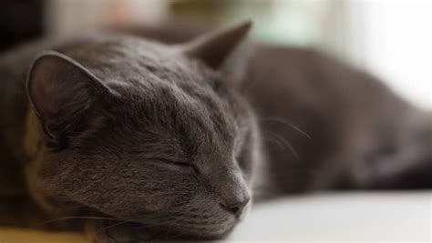Gray Cat Sleeping On Window Stock Footage Video 100