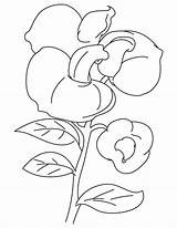 Pea Sweet Coloring Pages Flower Drawing Getdrawings Print Color Getcolorings sketch template