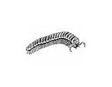 Millipede Coloring Animals Pages sketch template