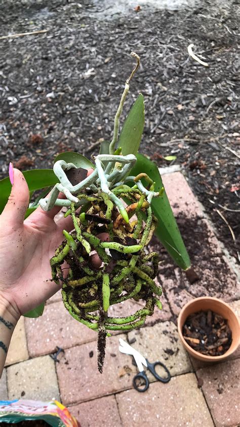 beautiful green roots ive   coming   grocery store orchid rorchids