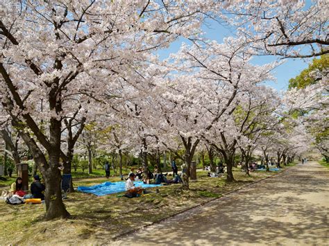 japanese cherry blossom tradition     conde