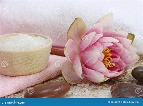 spa  water lily stock image image  nature health