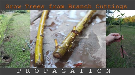 grow trees  branch cuttings propagation   screen wall