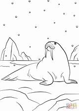 Coloring Walrus Cartoon Pages Dot sketch template