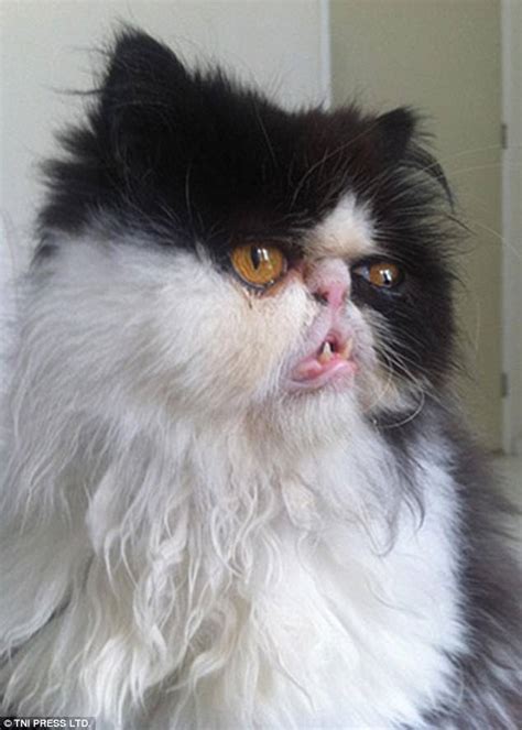 ugly cats  posted  purrtacular website daily mail