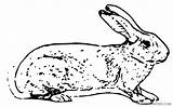 Hare Coloring4free sketch template