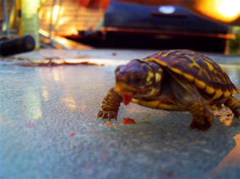 ray charles  ray charles blind turtle randi mcgee flickr