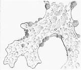 Lichens Designlooter Sticta Lungwort sketch template